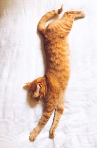 High angle view of cat on bed