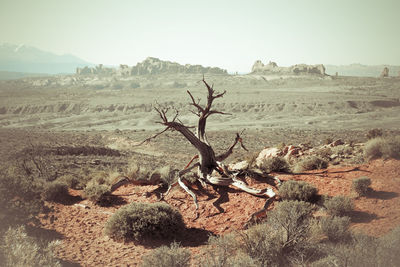 View of dead tree on field