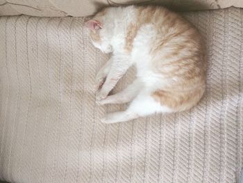 Cat lying on floor