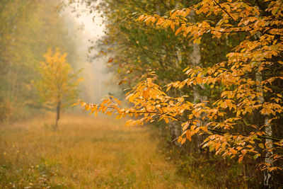 Autumn trees on field