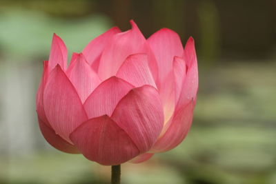 Close-up of pink water lily