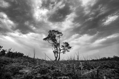 Low angle view of tree on field against sky