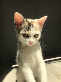 Close-up portrait of a kitten