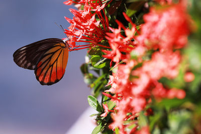 Close-up of butterfly pollinating on flower