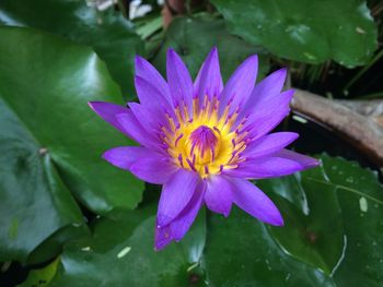 Close-up of lotus water lily in pond