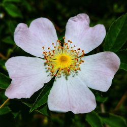 Close-up of flowering plant