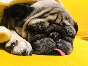 Close-up of dog sleeping