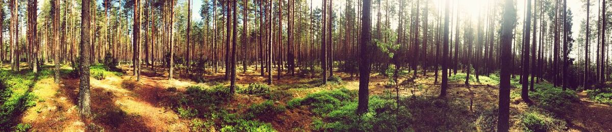 View of trees in forest