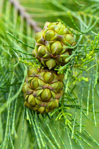 Close-up of fruit growing on field