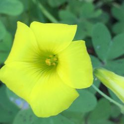 Close-up of yellow flower