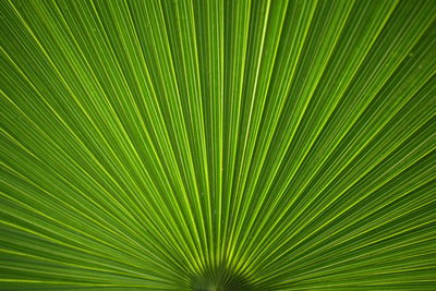 Close-up of palm leaf