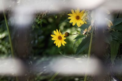 Close-up of yellow flowers