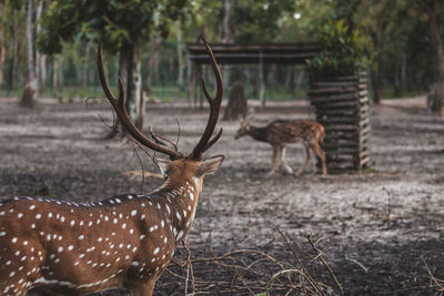 Deer in a field