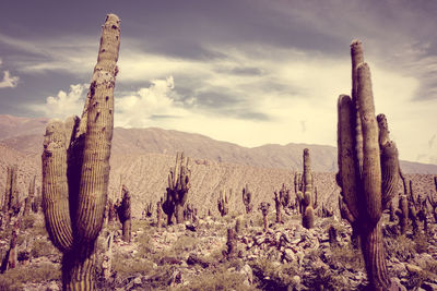 Cactus on wooden post on field against sky