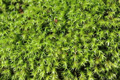 High angle view of green leaves on field