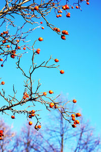 Low angle view of tree against clear sky