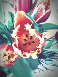 Close-up of orange flowers