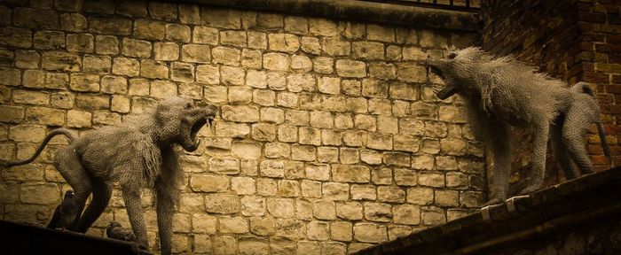 View of cat on wall