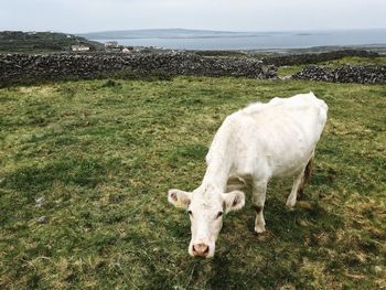 Cow grazing on field