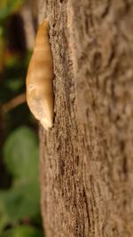 Close-up of jellyfish on tree trunk