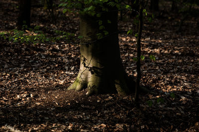 Trees growing in forest