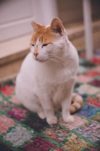 Close-up of a cat looking away