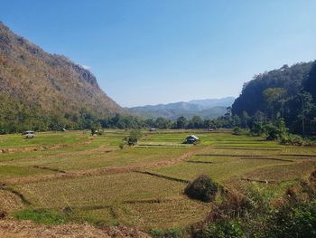 Scenic view of agricultural field against sky