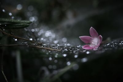 Close-up of water drops on plant