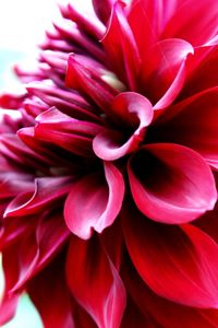 Macro shot of pink dahlia flower blooming outdoors