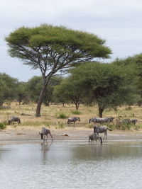 Wildebeest in a lake