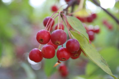 Close-up of red berries growing on tree