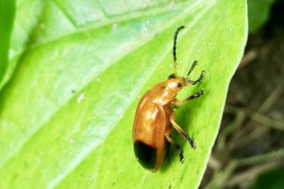 Close-up of insect on leaf