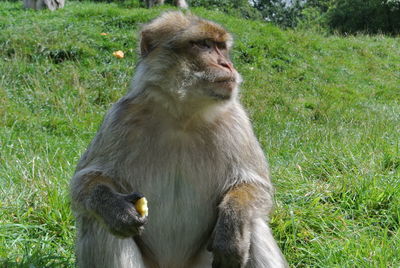 Monkey looking away on field