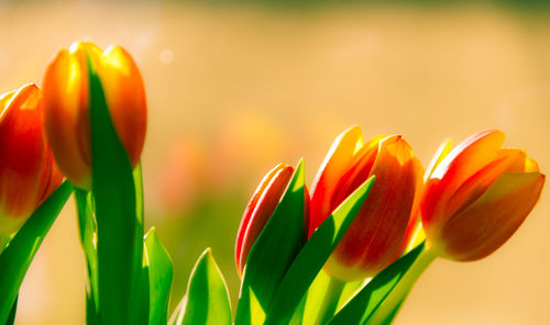 Close-up of flowers growing outdoors