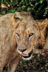 Close-up of a lion