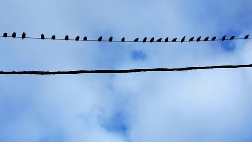 Low angle view of silhouette birds perching on cable against sky