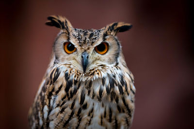 Close-up portrait of owl