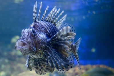 Close-up of fish swimming in sea