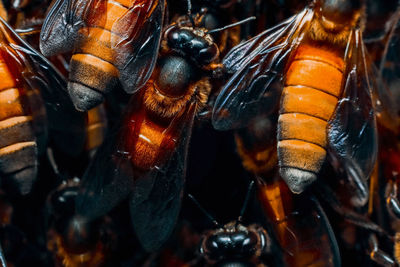 Close-up of insect