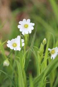 Close-up of white flowers blooming in field