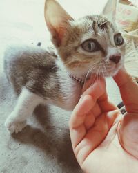 Close-up of cropped hand holding cat