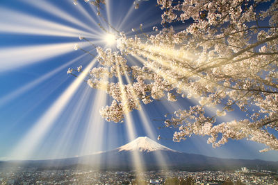 Low angle view of illuminated tree against sky