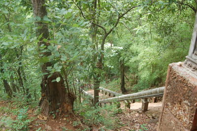 Trees in forest