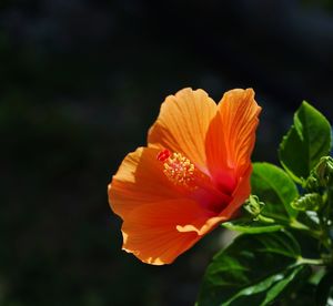 Close-up of orange hibiscus blooming outdoors