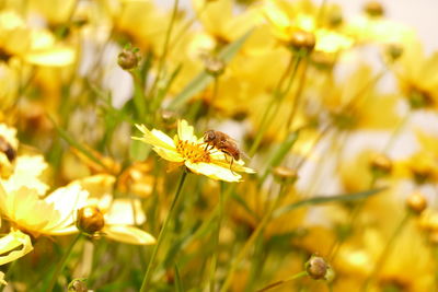 Close-up of bee on flower