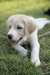 High angle view of puppy on field