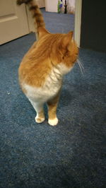 High angle view of cat standing on floor