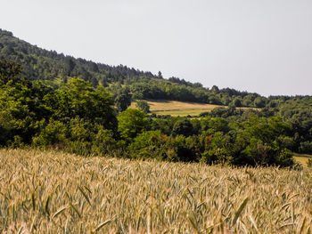 Scenic view of agricultural field against clear sky