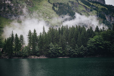 Scenic view of waterfall in forest