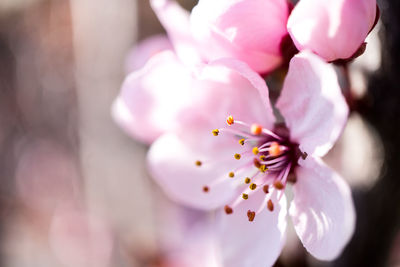 Close-up of pink cherry blossom